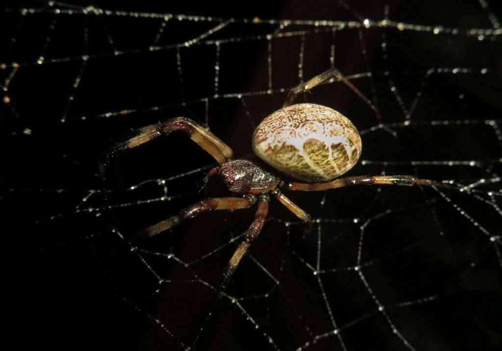Laba-laba Asian Hermit dengan Penis Lepas dan Taktik Hidup